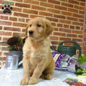 Wolf, Golden Retriever Puppy