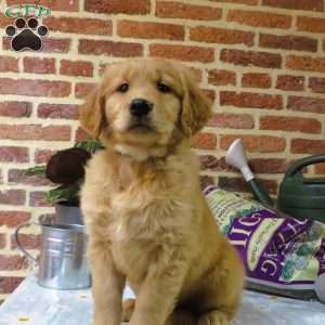 Wolf, Golden Retriever Puppy