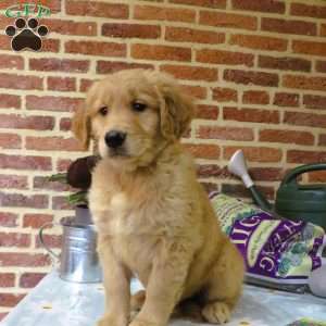 Wolf, Golden Retriever Puppy