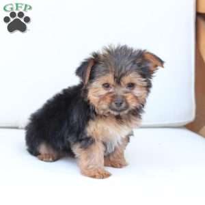 Benny, Yorkie Puppy