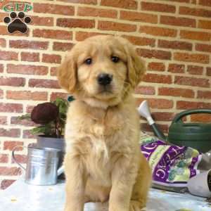 Wolf, Golden Retriever Puppy