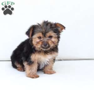 Benny, Yorkie Puppy