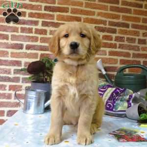 Wolf, Golden Retriever Puppy