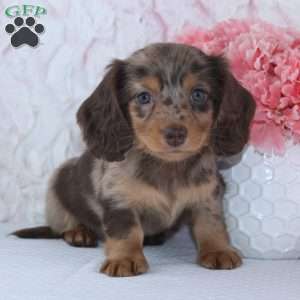 Denise, Dachshund Puppy