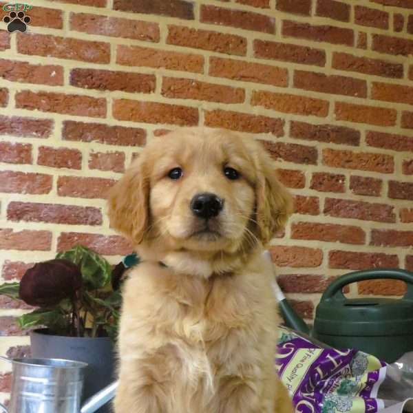 Wolf, Golden Retriever Puppy