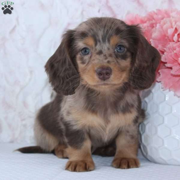 Denise, Dachshund Puppy