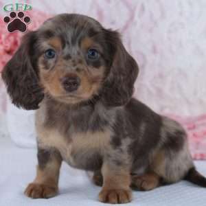 Denise, Dachshund Puppy