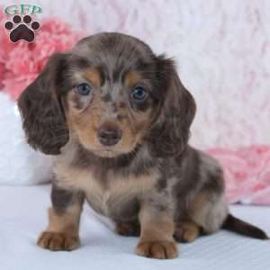 Denise, Dachshund Puppy