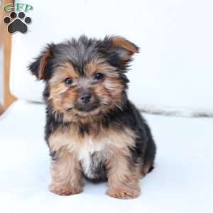 Benny, Yorkie Puppy