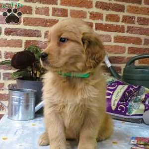 Wiggles, Golden Retriever Puppy