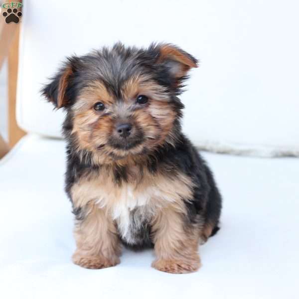 Benny, Yorkie Puppy