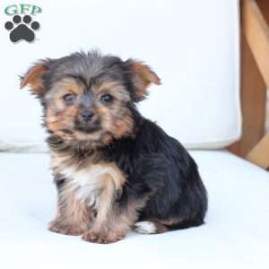 Henry, Yorkie Puppy