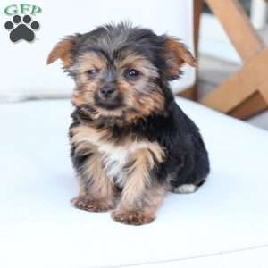 Henry, Yorkie Puppy