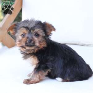 Henry, Yorkie Puppy