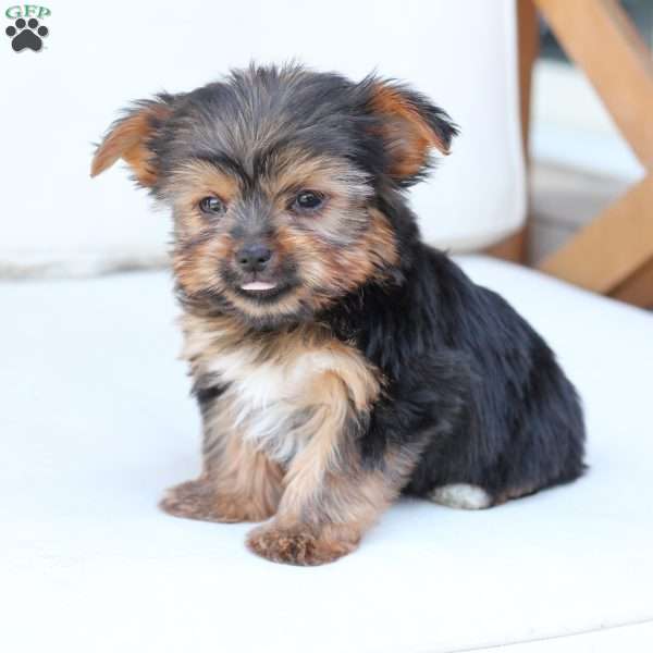 Henry, Yorkie Puppy