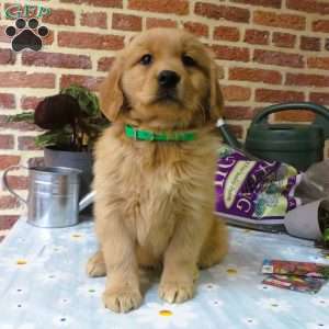 Wiggles, Golden Retriever Puppy