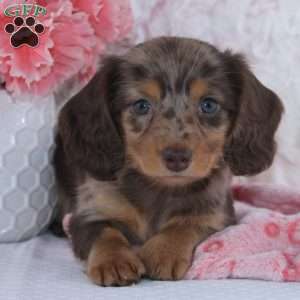 Denise, Dachshund Puppy