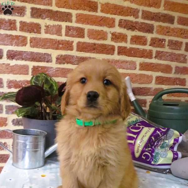 Wiggles, Golden Retriever Puppy