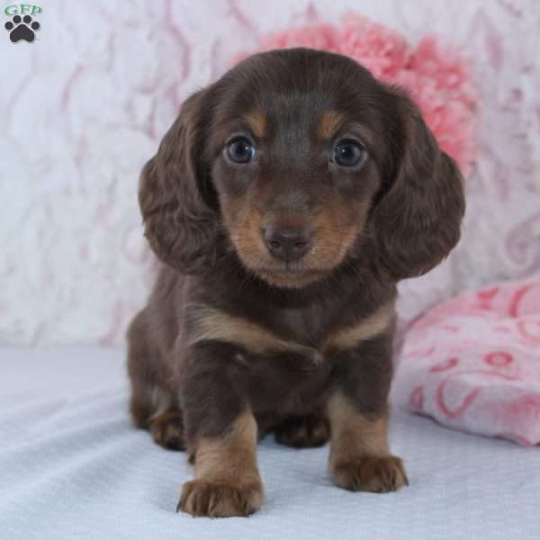 Danica, Dachshund Puppy