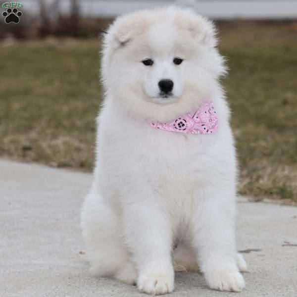 Adria, Samoyed Puppy