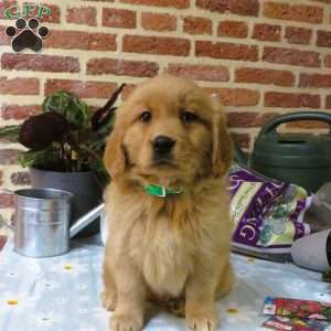 Wiggles, Golden Retriever Puppy