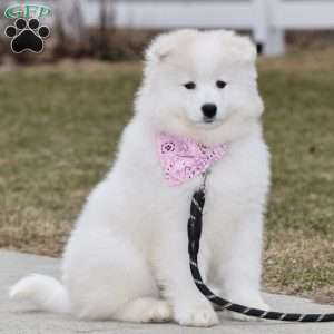 Adria, Samoyed Puppy