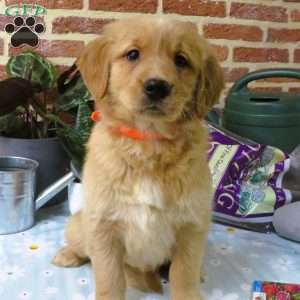Watcher, Golden Retriever Puppy
