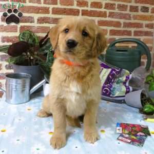 Watcher, Golden Retriever Puppy