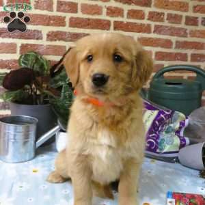 Watcher, Golden Retriever Puppy