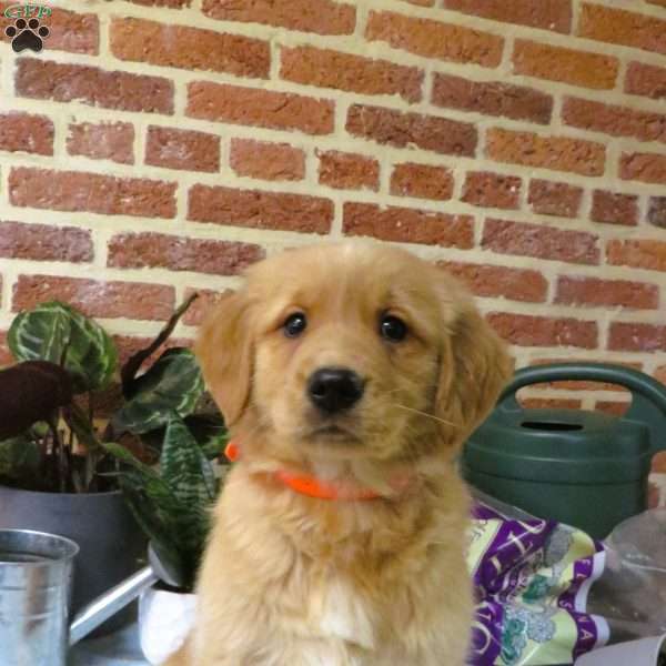 Watcher, Golden Retriever Puppy