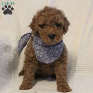 Archie, Mini Goldendoodle Puppy