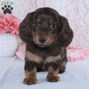 Darcie, Dachshund Puppy