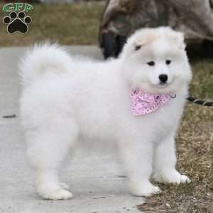 Adria, Samoyed Puppy