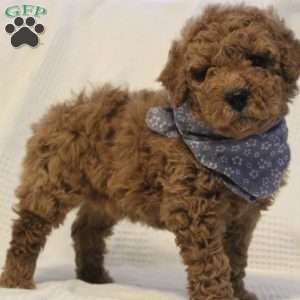 Archie, Mini Goldendoodle Puppy