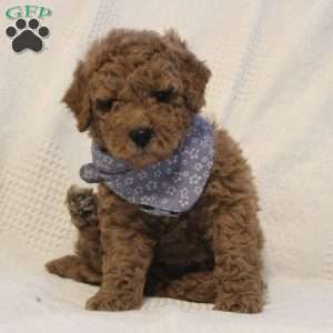 Archie, Mini Goldendoodle Puppy