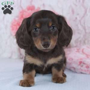 Darcie, Dachshund Puppy
