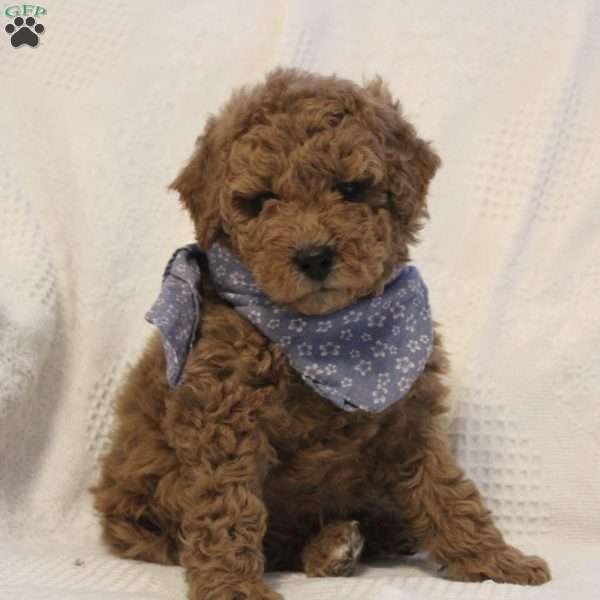 Archie, Mini Goldendoodle Puppy