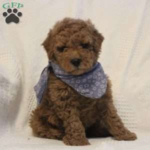 Archie, Mini Goldendoodle Puppy