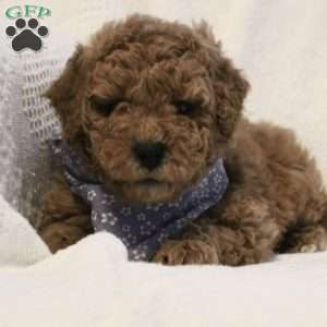 Archie, Mini Goldendoodle Puppy