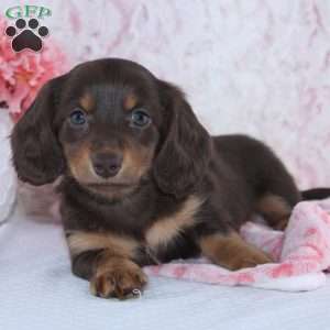 Darcie, Dachshund Puppy