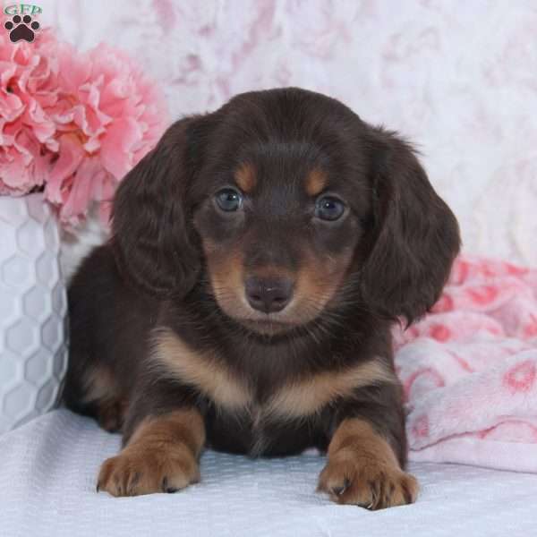 Darcie, Dachshund Puppy