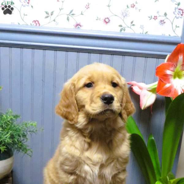 Vance, Golden Retriever Puppy