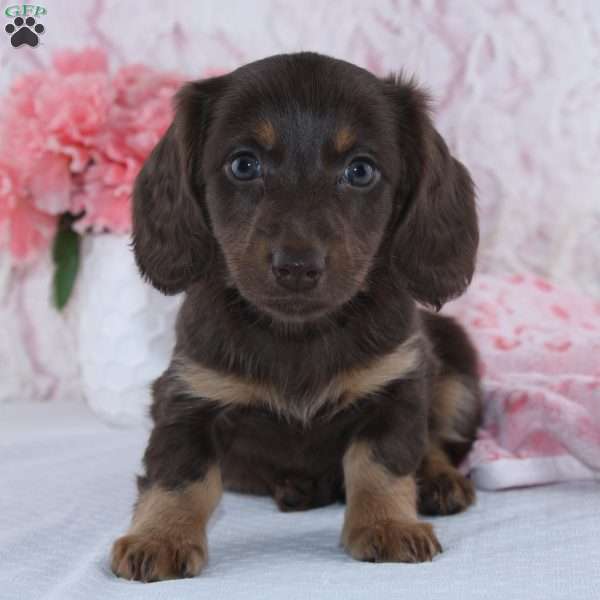 Dawn, Dachshund Puppy