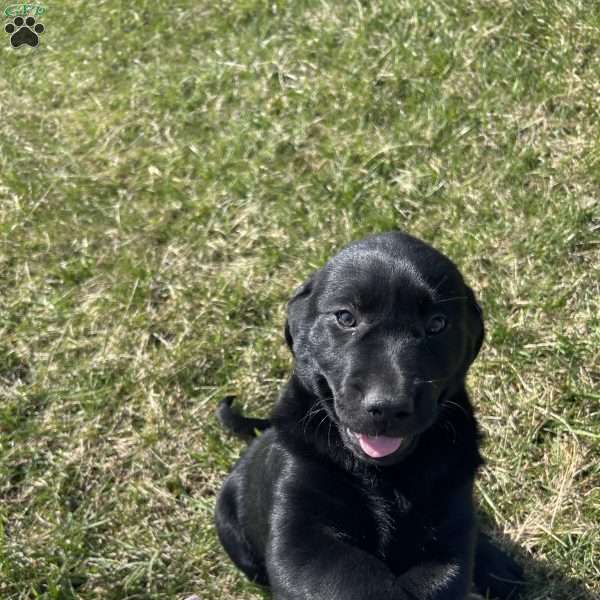 Miracle, Black Labrador Retriever Puppy