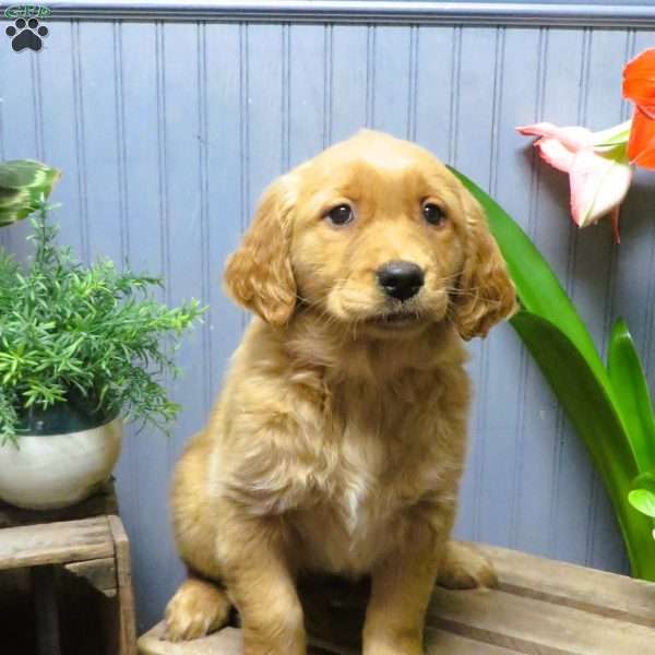 Vicky, Golden Retriever Puppy