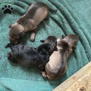 Levi, Miniature Schnauzer Puppy