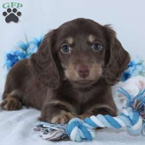 Eldon, Dachshund Puppy