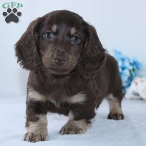Edison, Dachshund Puppy