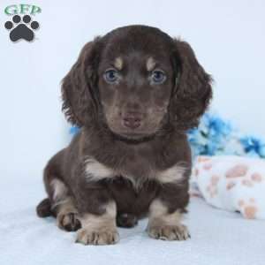 Edison, Dachshund Puppy