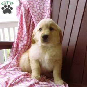 Uber, Golden Retriever Puppy